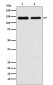 UBE4B Antibody