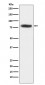 CARS Antibody