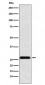 HLA-DRB4 Antibody