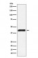 ALKBH1 Antibody