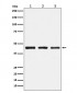 PGD Antibody
