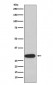 Olig3 Antibody