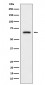CRMP3 Antibody