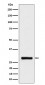 BRMS1 Antibody