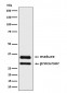 CTR1/SLC31A1 Antibody