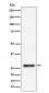 SBDS Antibody