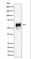 CD58 Antibody