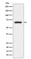 USP39 Antibody