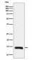 Histone H2B (formyl K108) Antibody