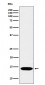 Histone H2B (mono methyl K116) Antibody