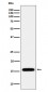 MGST1 Antibody
