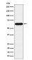 COASY Antibody