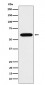 TUB1 Antibody