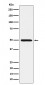 HGD Antibody
