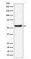 PDCD7 Antibody