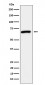 USP39 Antibody