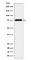 TUG Antibody