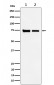 CPSF73 Antibody
