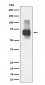 CD84 Antibody
