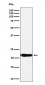 DNPH1 Antibody