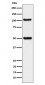 ORP1 Antibody