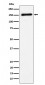 CNTN4 Antibody