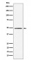 HEAB Antibody
