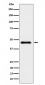 ELP4 Antibody