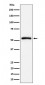 CAP1 Antibody