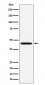 MC5 Receptor Antibody