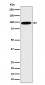 CLPTM1 Antibody