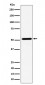 NPY5R Antibody