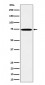 TAF15 Antibody