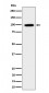 GRAF Antibody