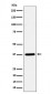 Syntaxin 16 Antibody