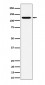 PKN2 Antibody