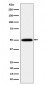 HARS Antibody