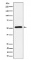 ADRA1A Antibody