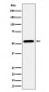 ENPP5 Antibody