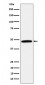 Calumenin Antibody