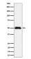 CCDC98 Antibody