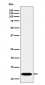 PCBD1 Antibody