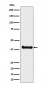 ALS2CR1 Antibody