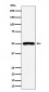P2Y12 Antibody