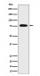 CRTC3 Antibody