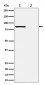 Phospho-Rad17 (S656) Antibody