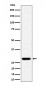 GCLM Antibody