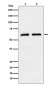 CLPX Antibody