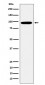 Epsin 1 Antibody