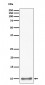 UFM1 Antibody